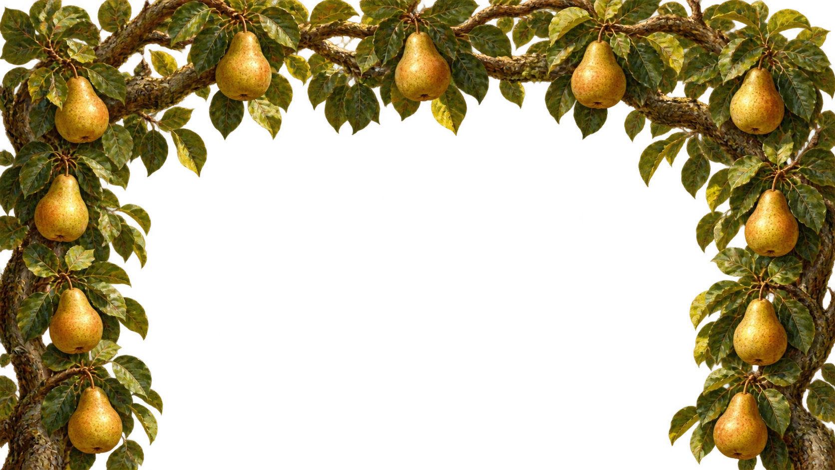 Golden pears hang among dense green branches